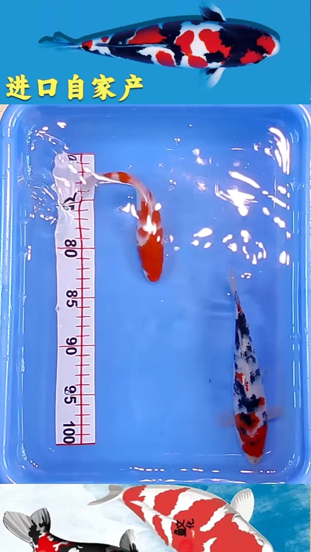 锦鲤2025/12/24悦鲤阁甄选锦鲤--1