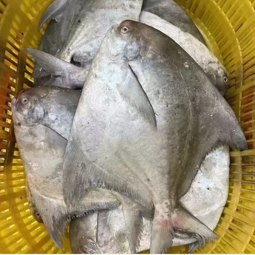 东海热气特大白鲳5-8两左右一条顺丰冷链冰鲜发货3斤海鲜 特鲳