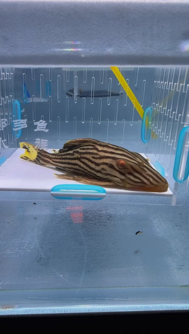 清道夫9.2不包入缸损27