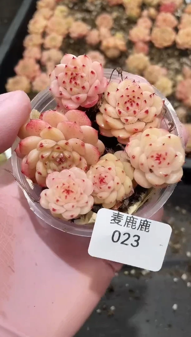 023主角珍妮     量拍