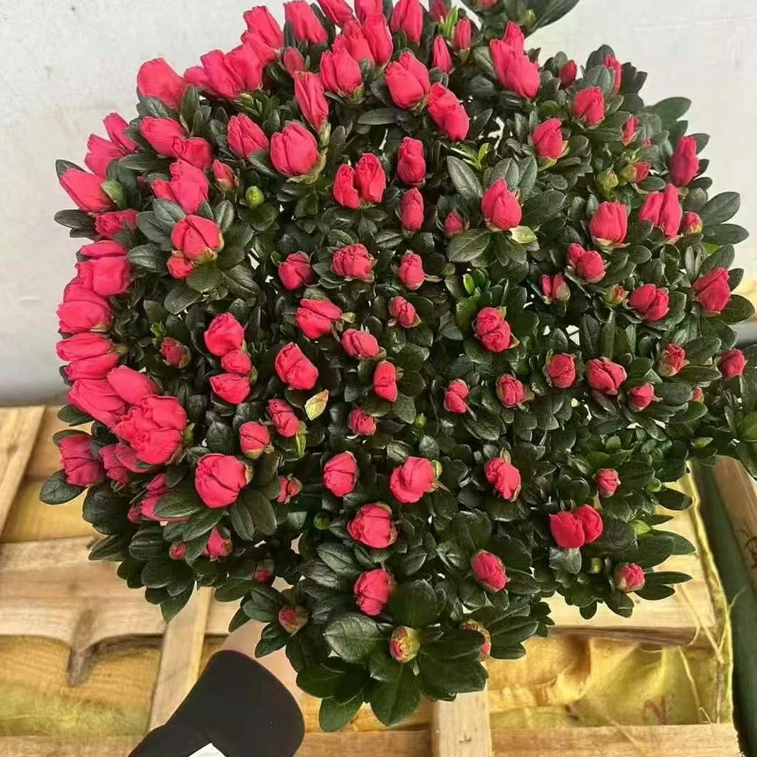 【杨梅红】杜鹃花四季开花花期长