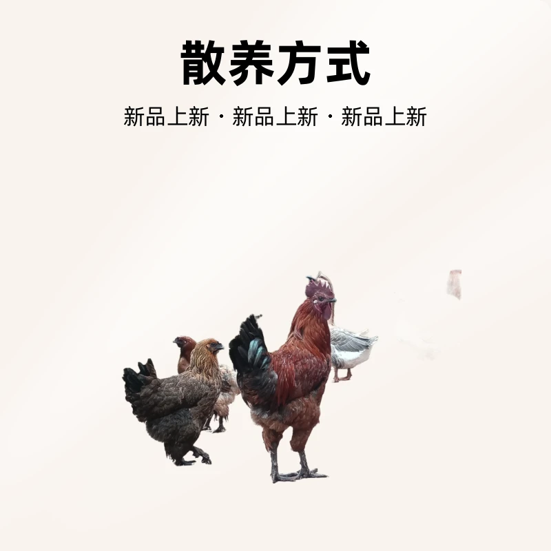 安乐农家生态散土鸡