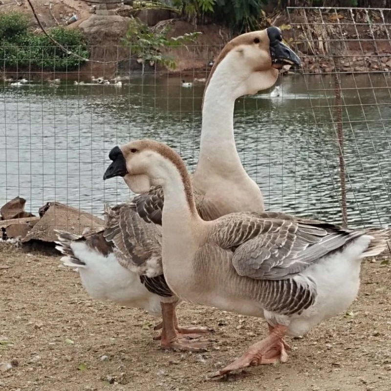 宠物鹅纯种狮头鹅黑狮鹅大种灰鹅宠物活体顺丰包邮疫苗齐全