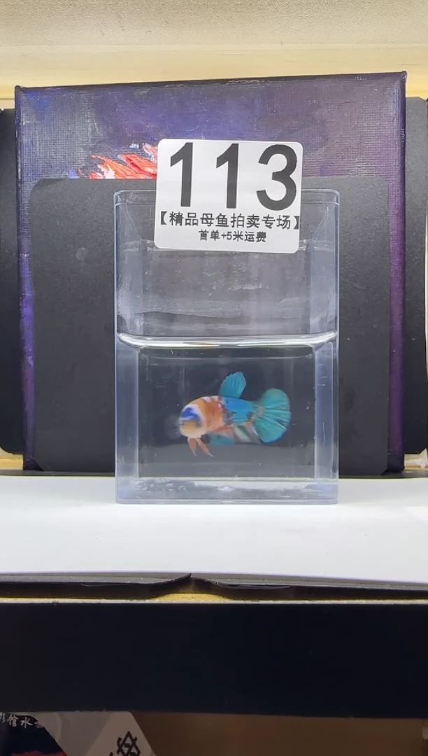 斗鱼母鱼编号：113