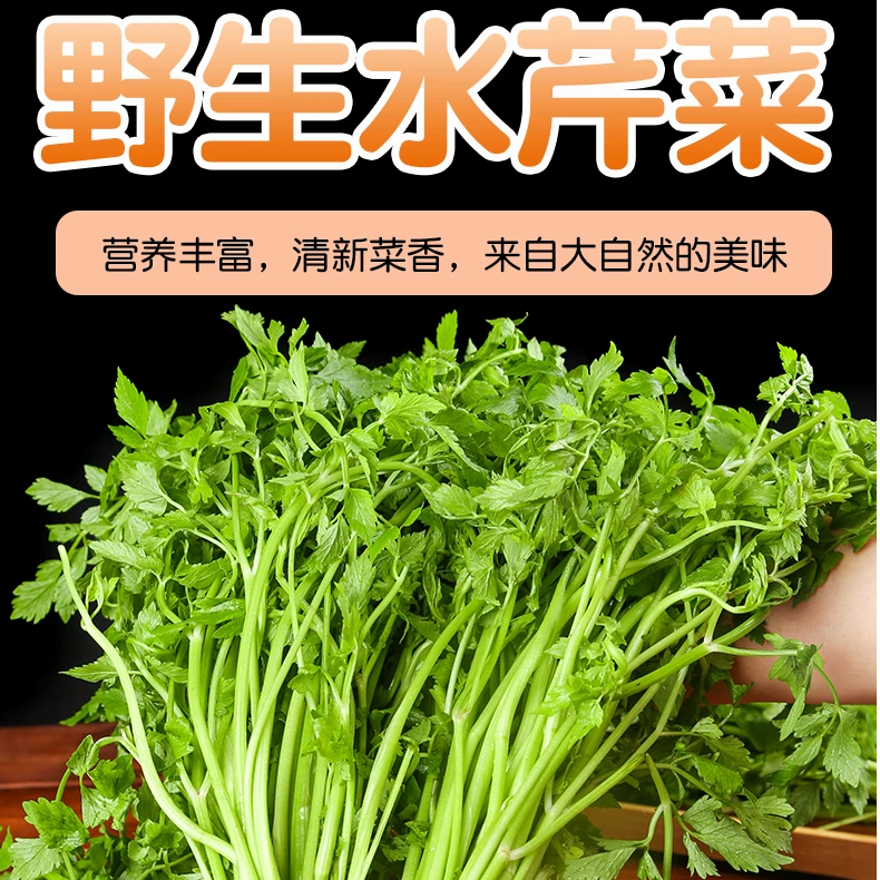 【江西新鲜野生水芹菜】新鲜野芹菜现摘现发翠绿健康美味传统鲜嫩
