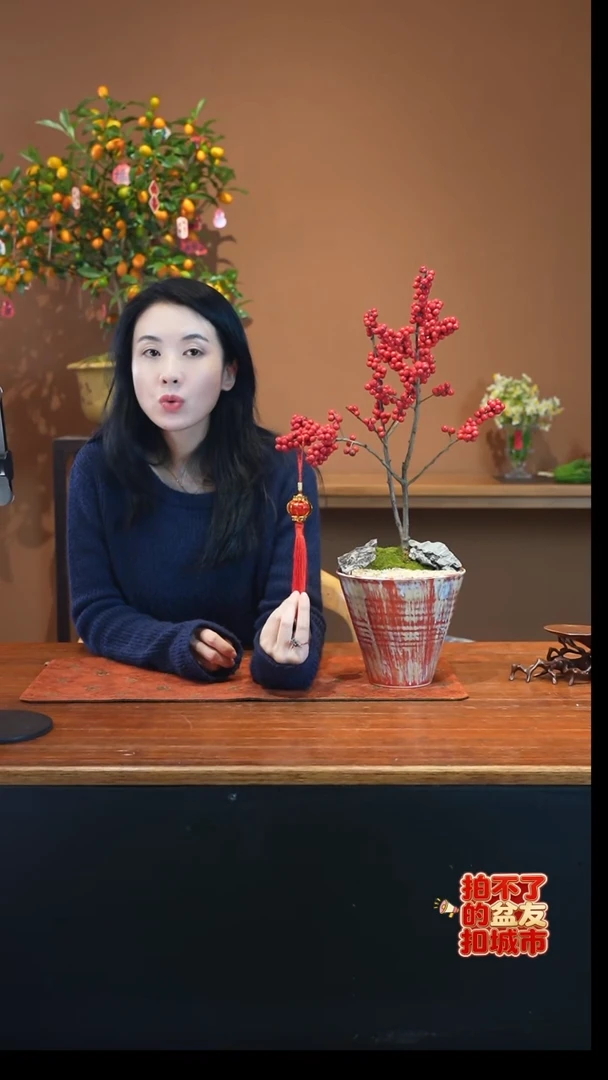 全部花朵冬青盆景盆景盆景