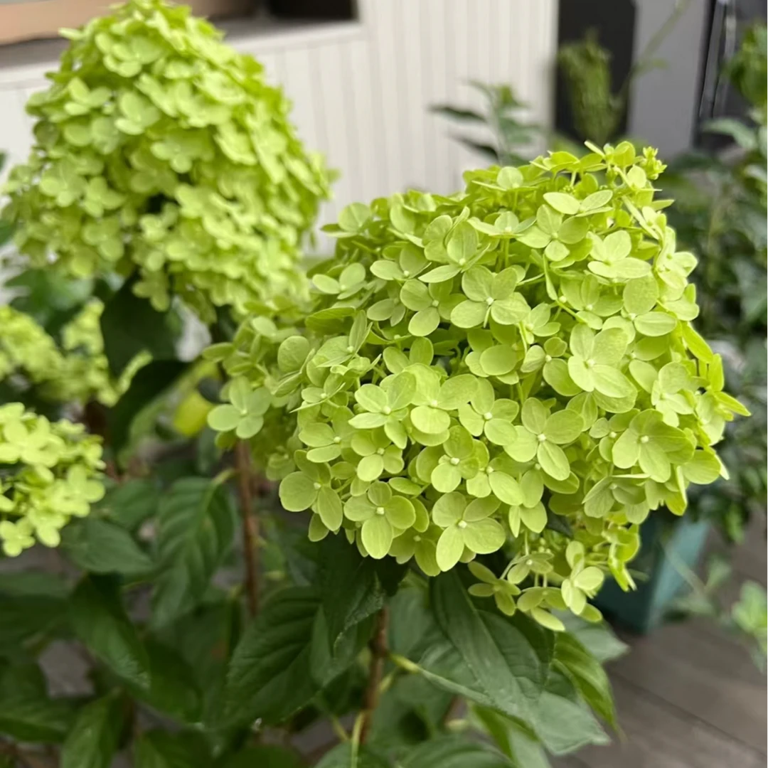 活力青柠 小2加仑[该品种卷叶]  绿色秋色为浅粉色（焦）花苞发货