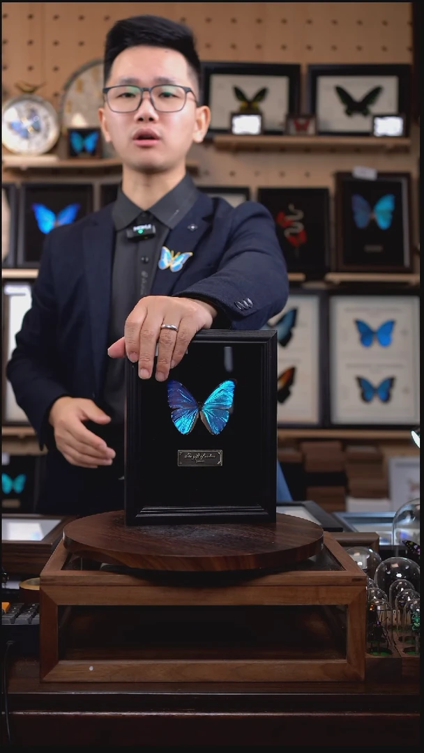蝴蝶标本摆件竞拍黎明闪蝶g58