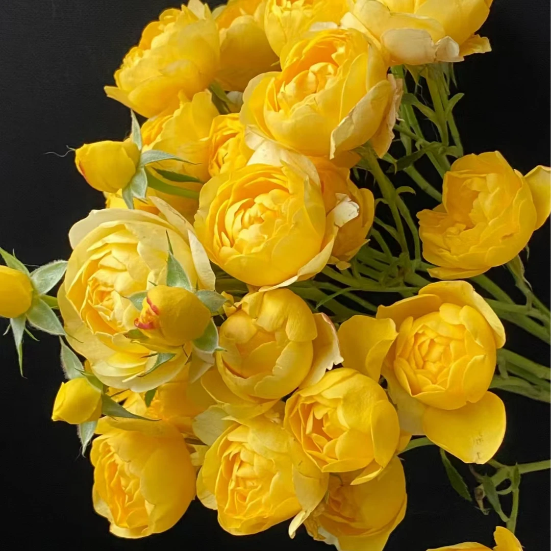 （柠檬汁阳台-多头玫瑰）玫瑰云南基地直发生活鲜花