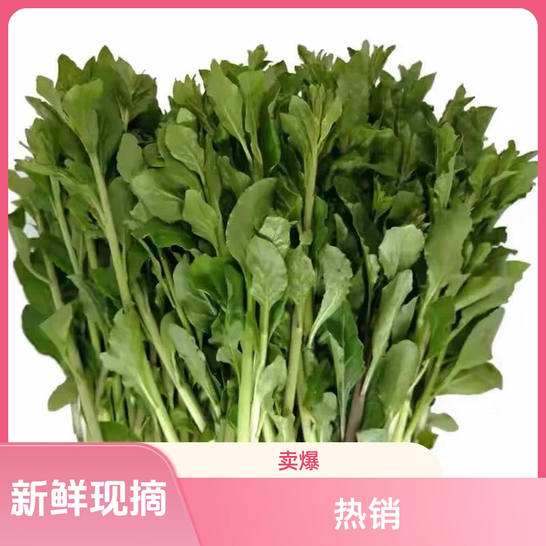特价冬季促销枸杞芽蔬菜豌豆尖新鲜现摘天气（推荐2斤装）