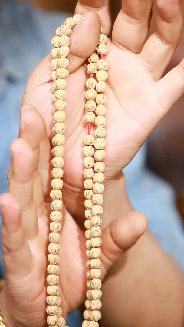 柏香籽（多样性发货，发其一）