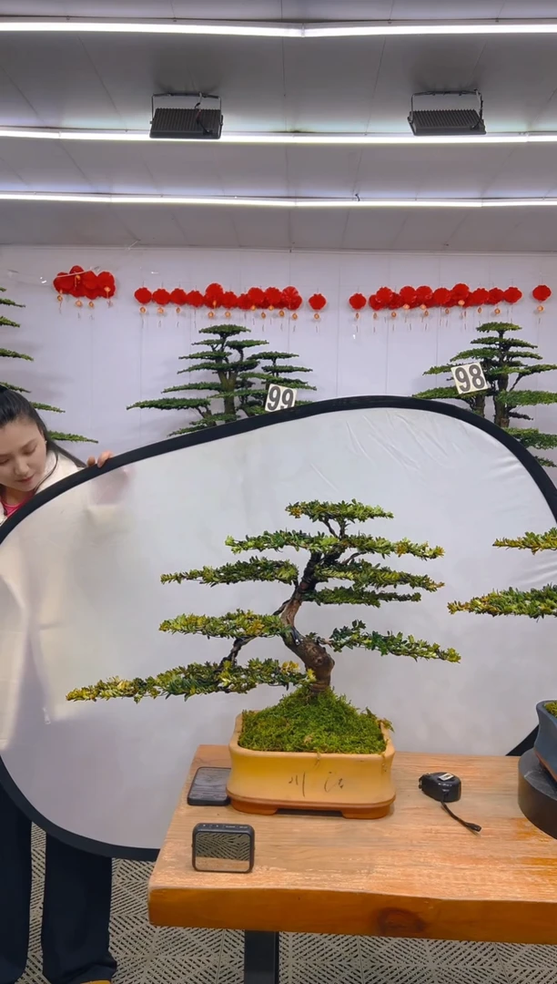 【闪购商品】盆景1