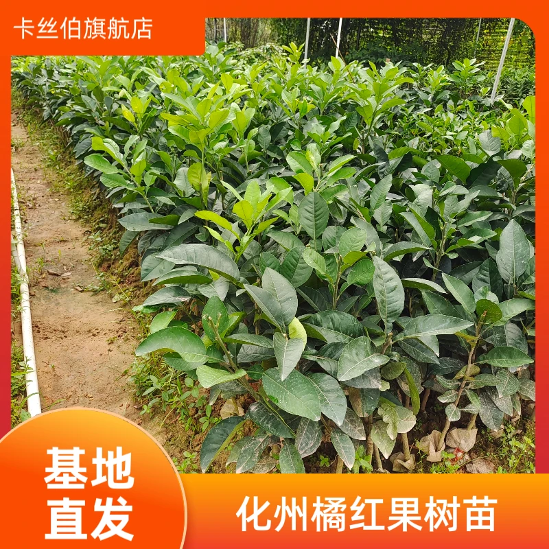 【基地直发】化州橘红嫁接果树苗现挖现发可盆栽地栽庭院种植的树苗