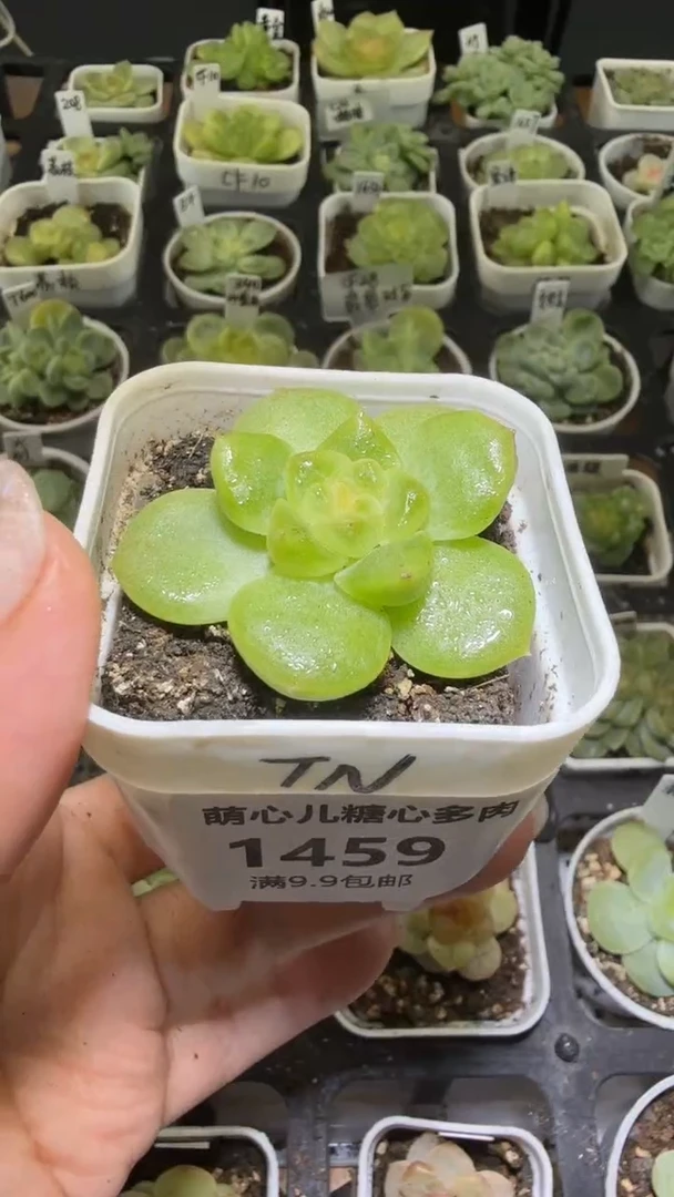 1459  TN多肉植物