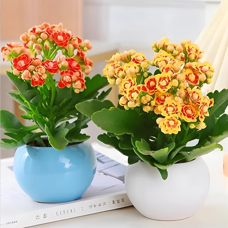 长寿花带花苞盆栽重瓣花四季开花植物室内阳台花卉吸甲醛好养易活