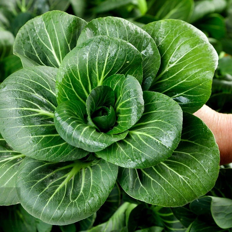 黑大头苏州青菜种子耐高温黑菜籽四季油菜小白菜蔬菜