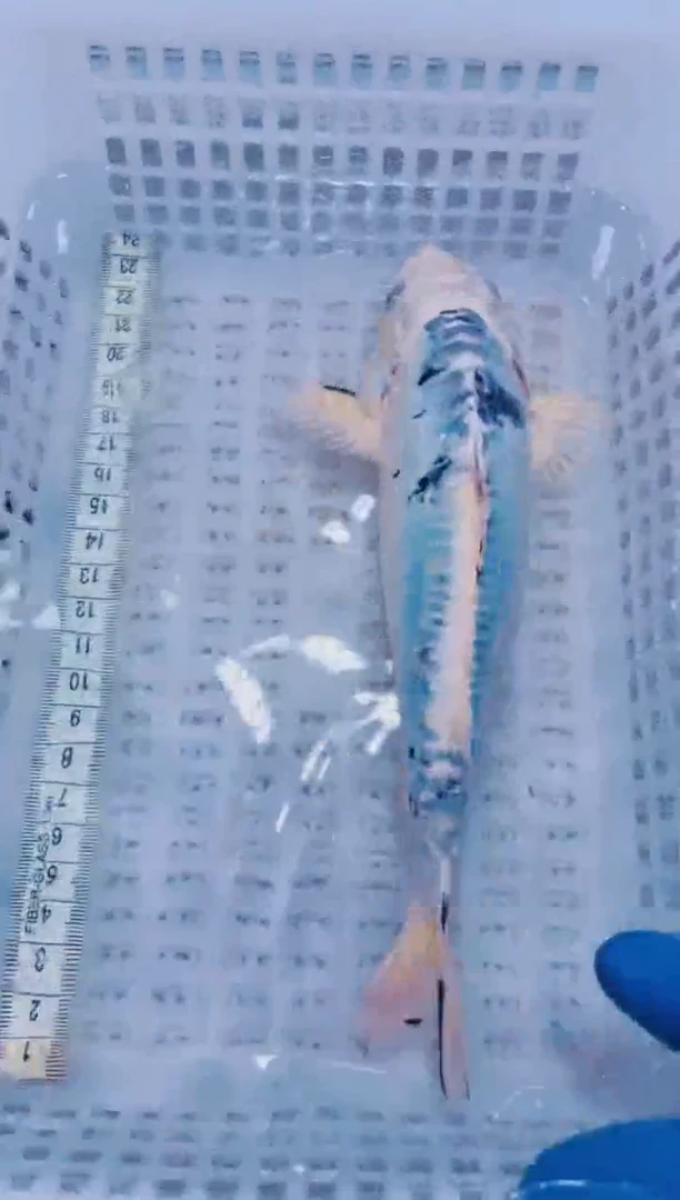 锦鲤血统锦鲤全场包邮79