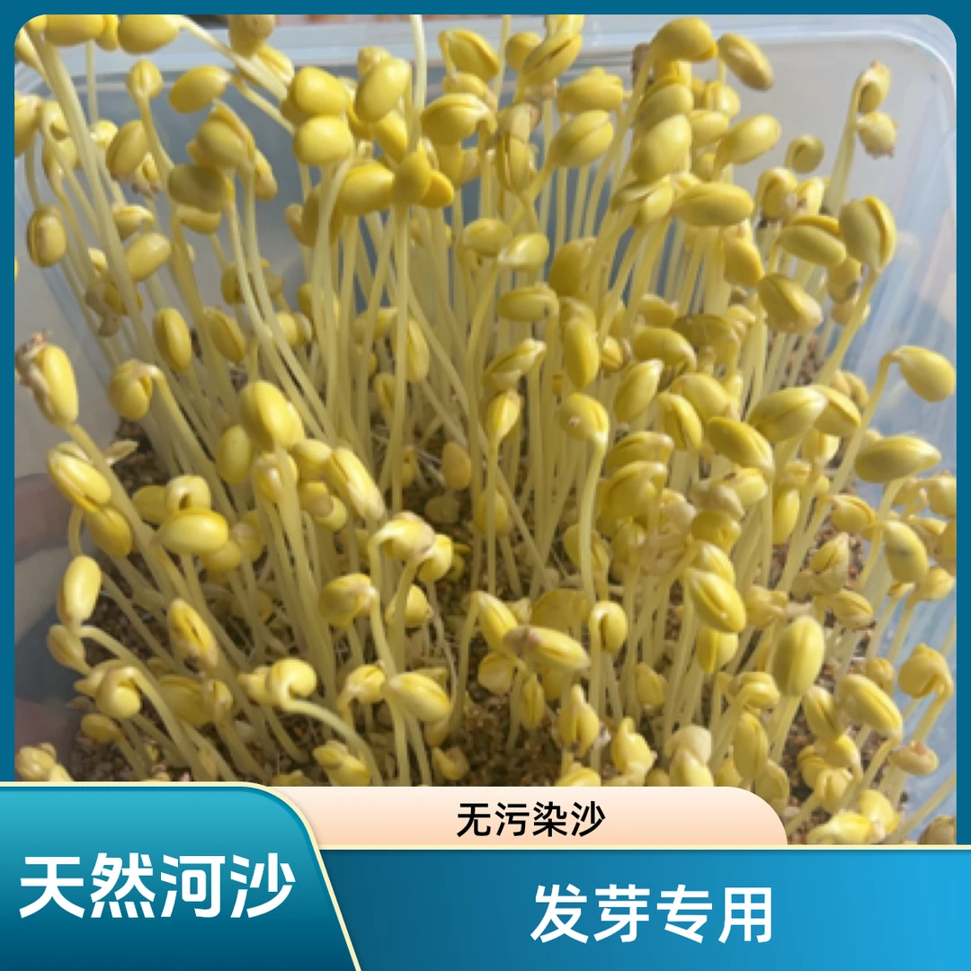 发豆芽专用沙天然河沙无污染种花种菜