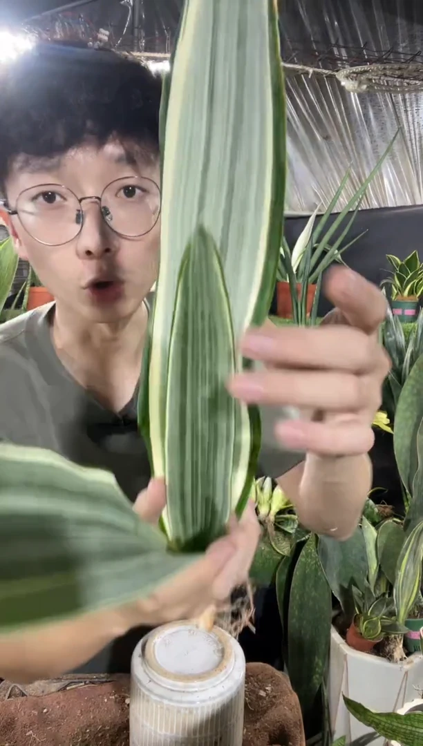 雪纹蓝龙裸根12.8