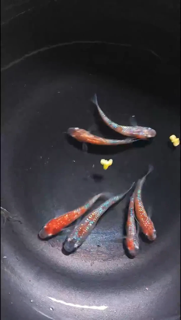 青鳉鱼观背青鳉018