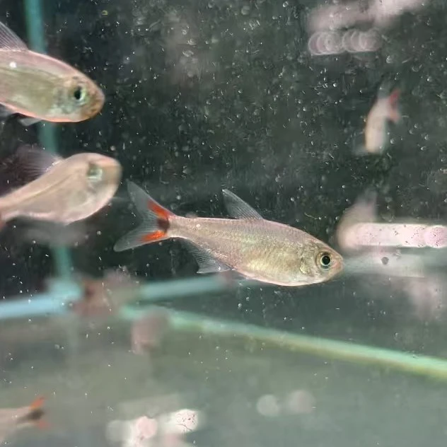 西西小鱼 申古血红红尾灯鱼 灯科鱼小鱼观赏鱼小型饲养混养