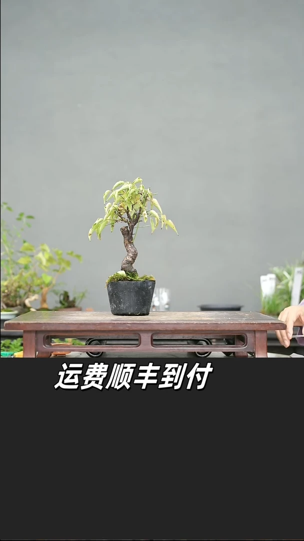 繁**栽106