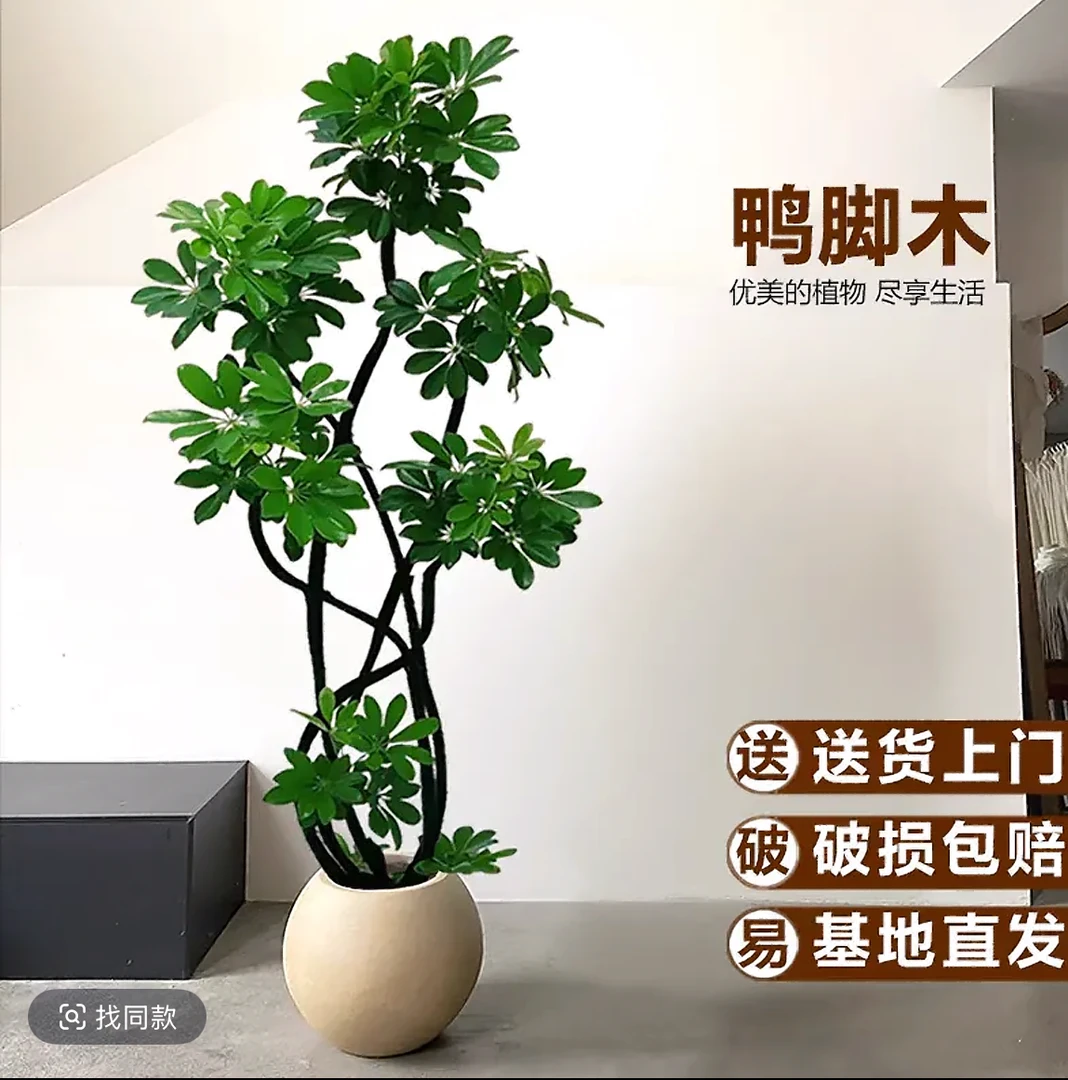 鸭脚木净化盆栽老桩造型绿植落地真花鸭掌木室内大型植物