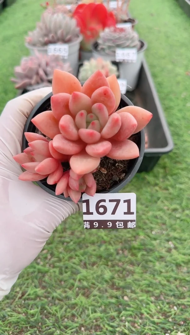 【闪购商品】信福多肉一物一拍