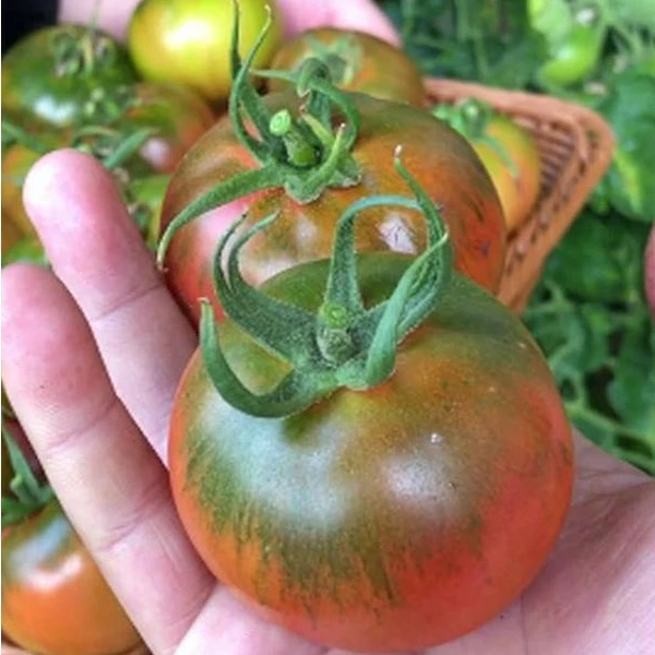 黑龙江碱地种植嘎啦果柿子铁皮柿子酸酸甜甜新鲜西红柿多汁番茄