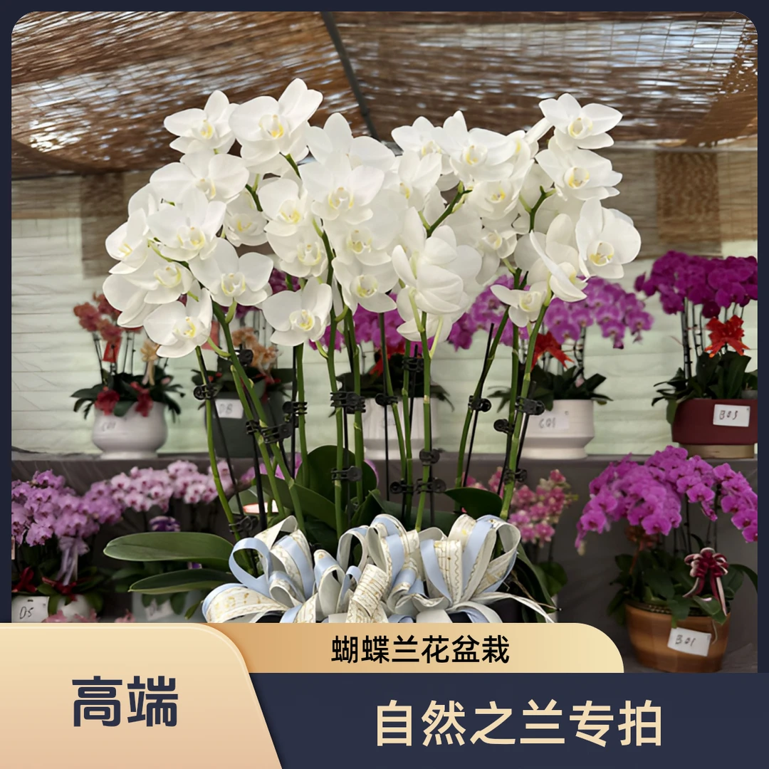 蝴蝶兰陶瓷盆专拍链接一物一拍