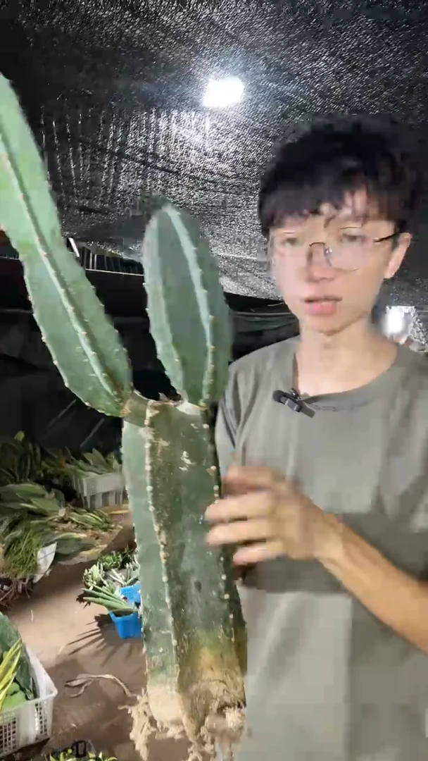 量天尺母本16.8.