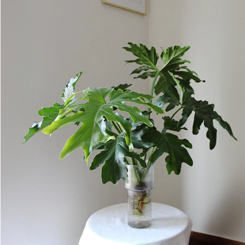 【福利】小天使春羽室内水培观叶植物春雨办公室内四季常青大盆绿植