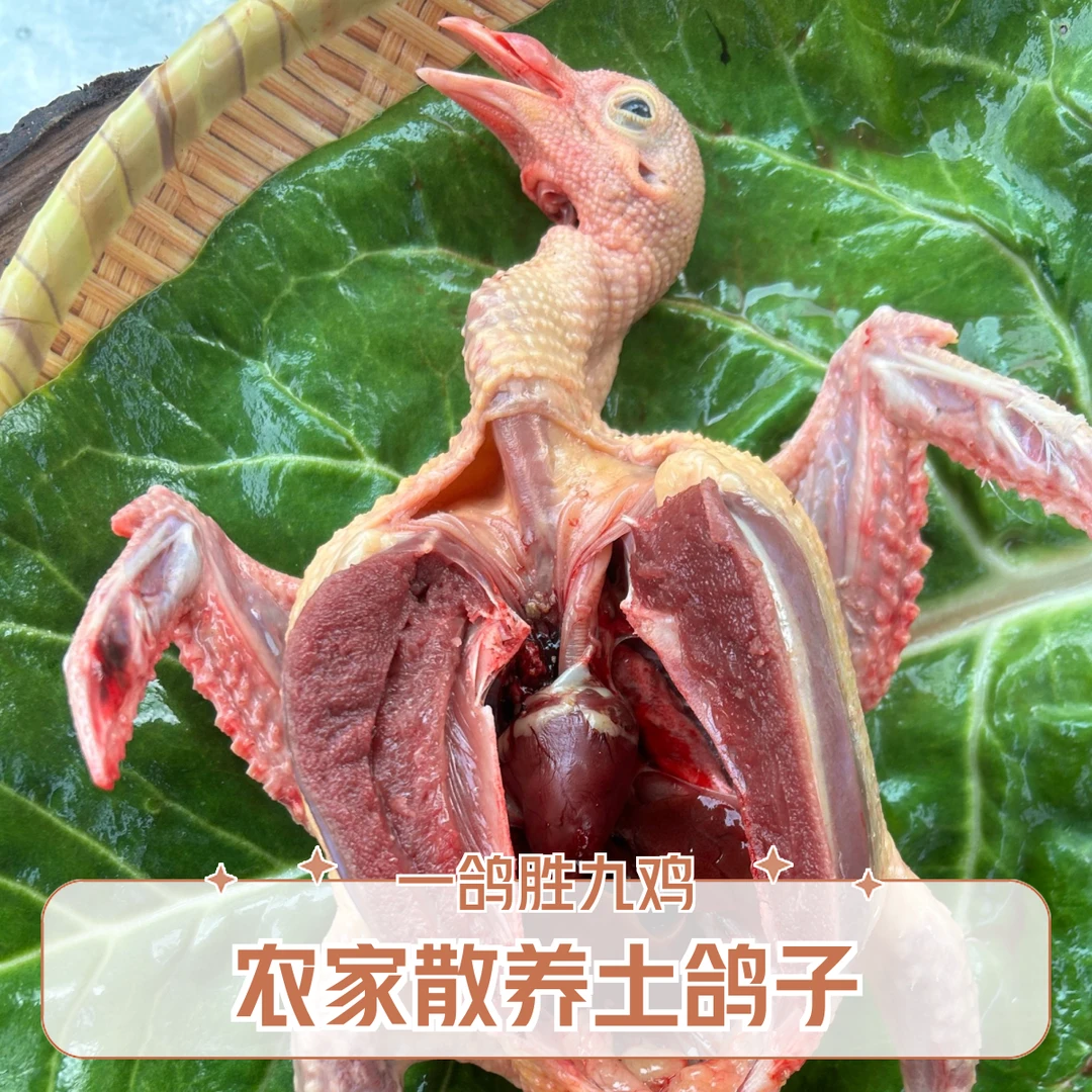 鸽子4只 全粮散养 现抓现杀 营养新鲜 顺丰包邮