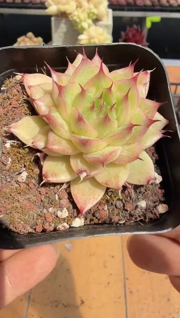 东云多肉园二店-176