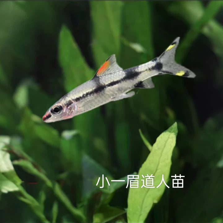 小号 一眉道人热带观赏鱼活体群游灯科鱼草缸淡水养殖好养