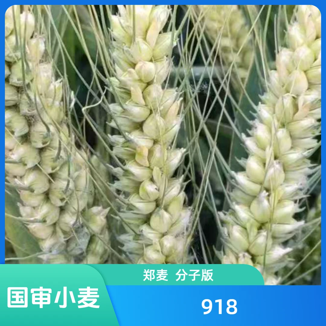 国审小麦 郑麦 分子版 918正品矮杆抗锈抗倒抗白粉高产