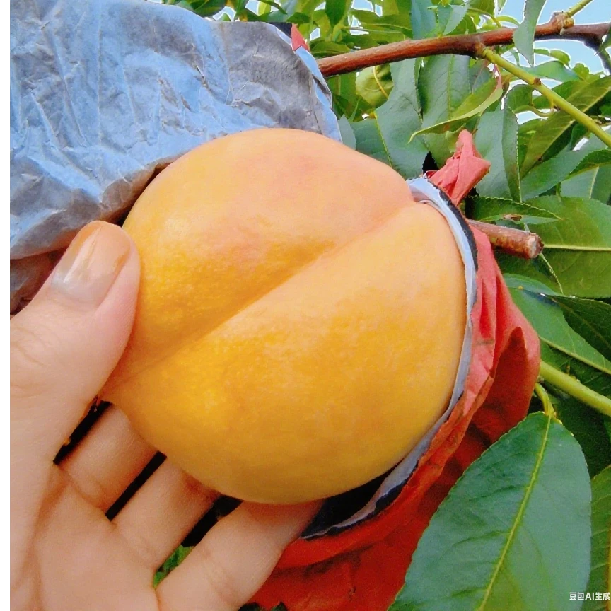 【平谷大桃】黄油桃黄金油桃当季新鲜水果桃子桃子北京大华山北京市