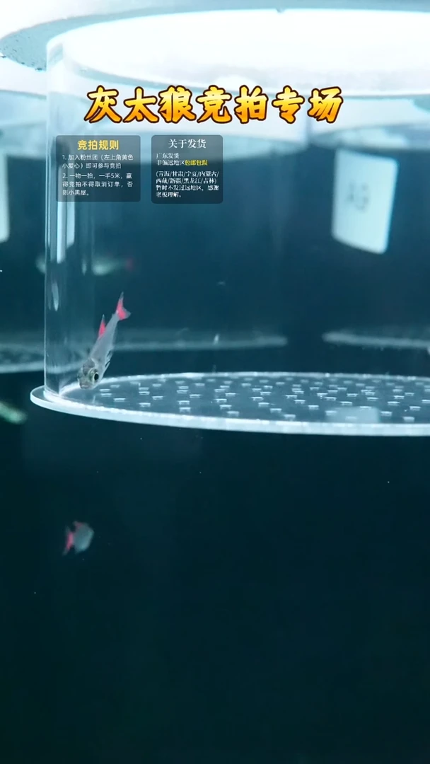 灯科鱼A6灰太狼2.5cm