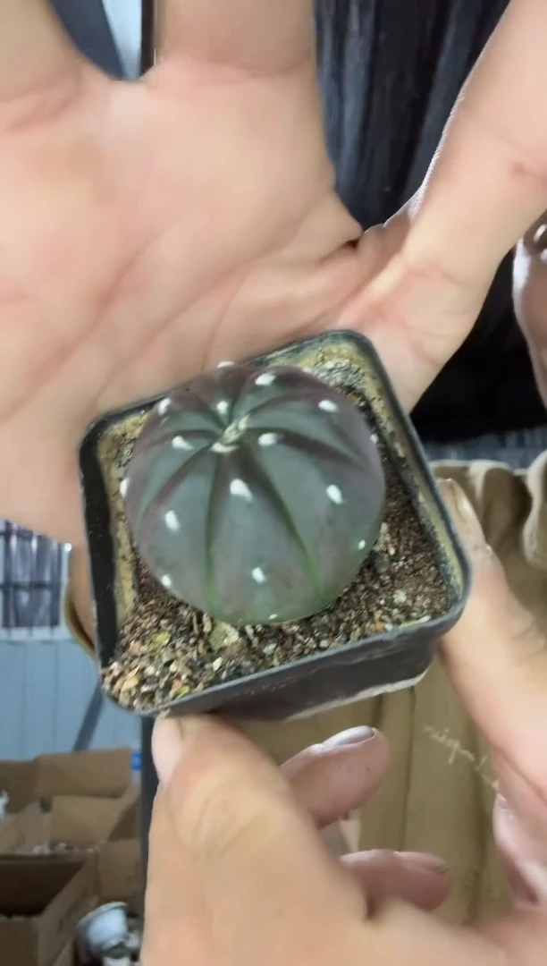 紫皮兜两颗带盆土9.99