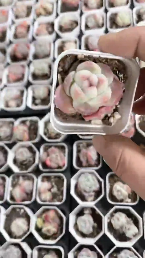 【闪购商品】五方糖心冰玉单头多肉