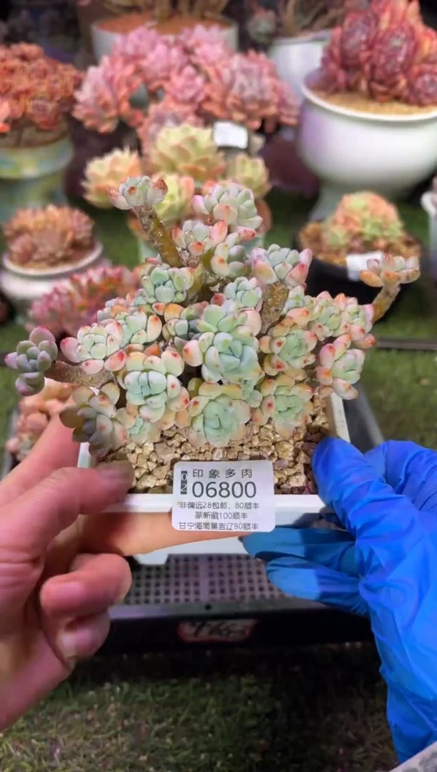 【闪购商品】06800