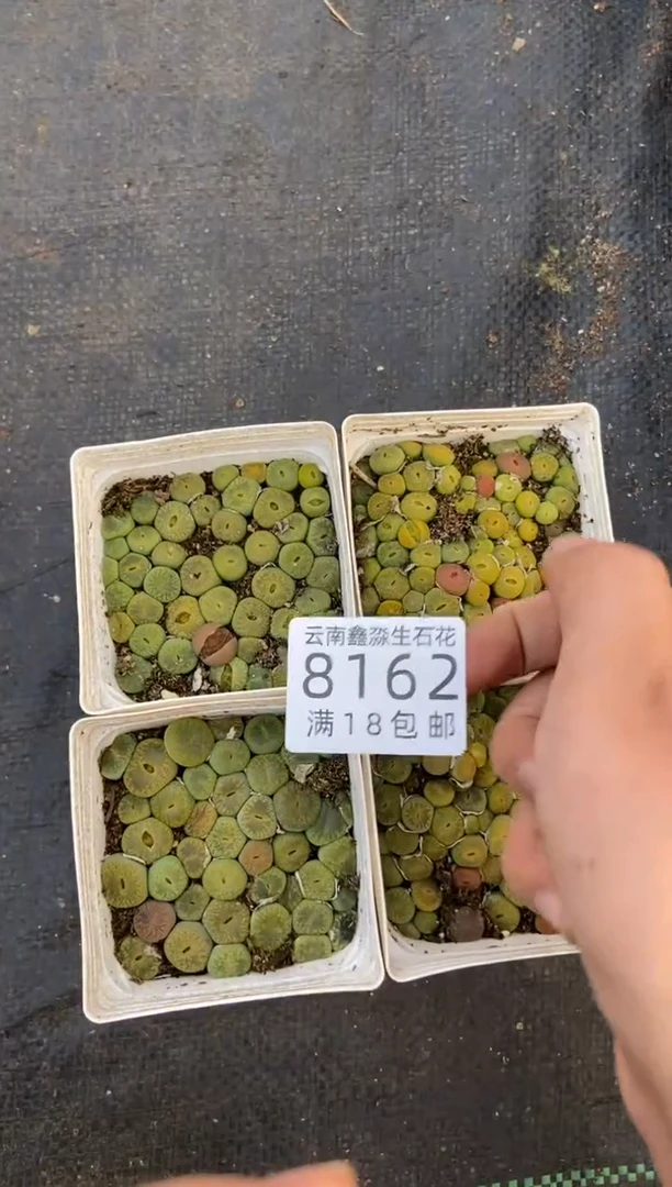 【闪购商品】8162特价绿紫勋个小发货1盒有瑕疵量拍