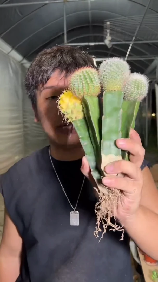 5色球组合【嫁接】