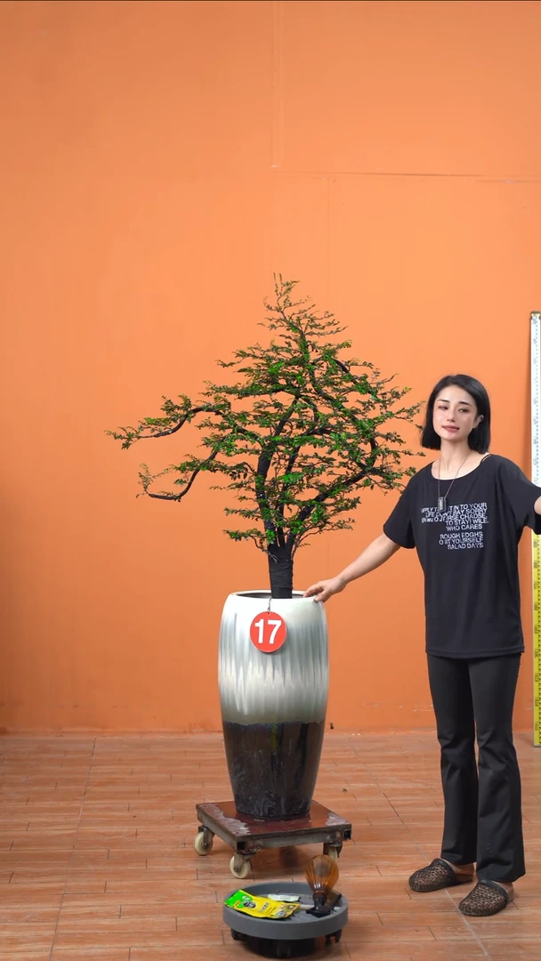 无花朵大****吗广东小叶紫檀