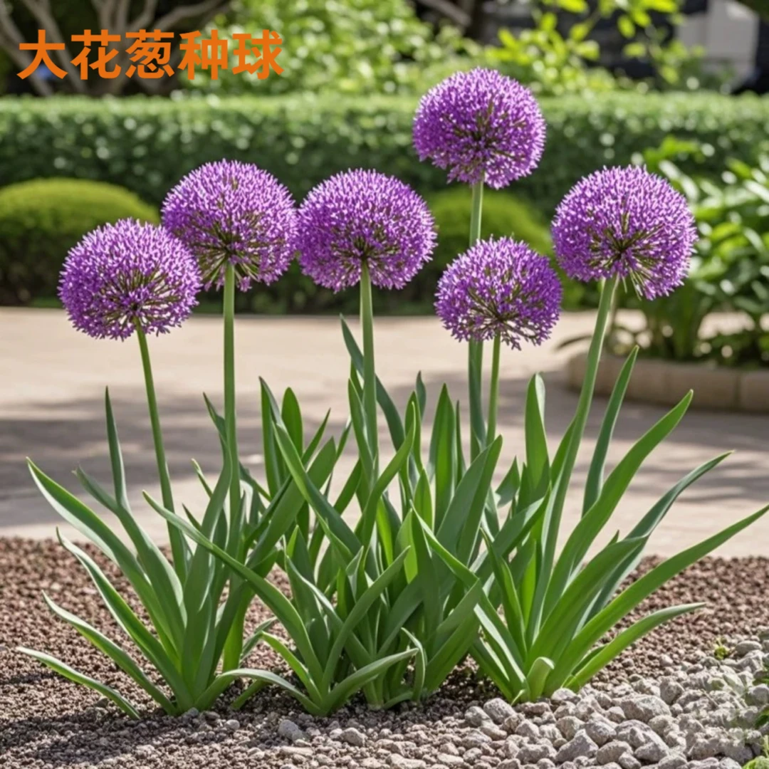 大花葱种球耐寒花卉盆栽植物庭院地栽大葱花球根好大葱花