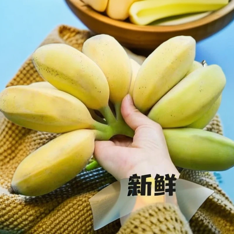 果蕉】广东苹果蕉粉蕉应季水果香蕉超甜薄皮现黄色新鲜香甜粉软糯