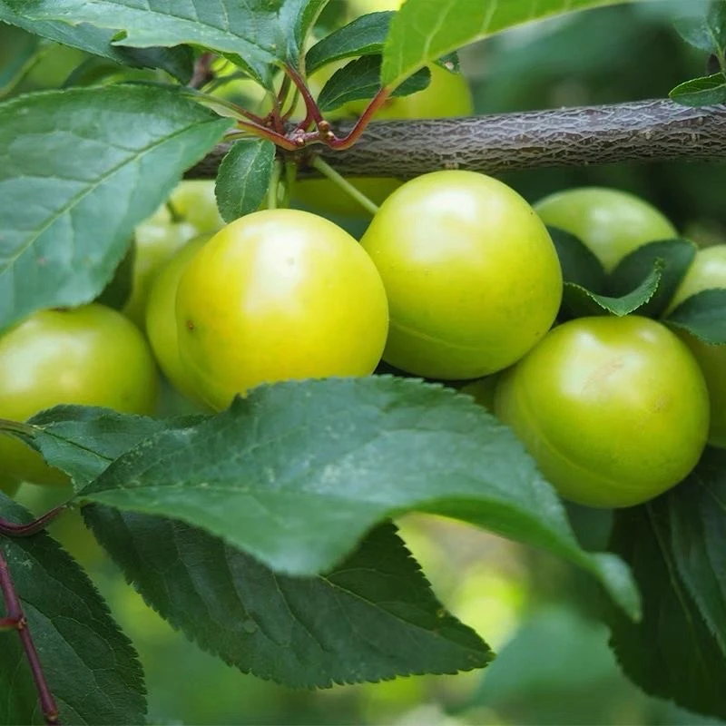 贵州高山现货三月李新鲜李子 孕妇水果酸脆现摘现发顺丰到家