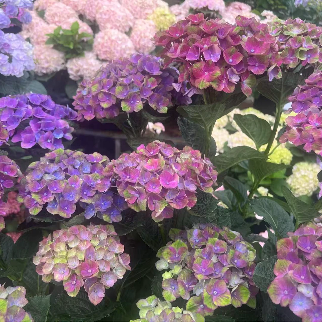 【沁心】夏洛特 新品绣球绣球 室内阳台庭院植物