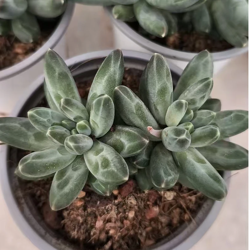精选伊卡鲁斯 拾忆多肉 好养阳台多肉植物