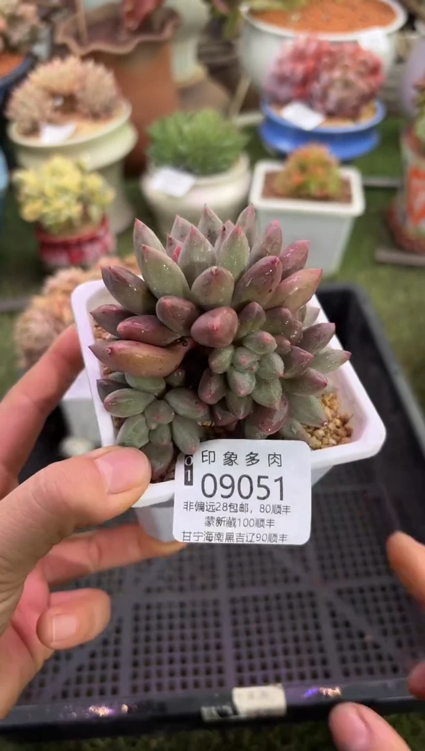 【闪购商品】09051